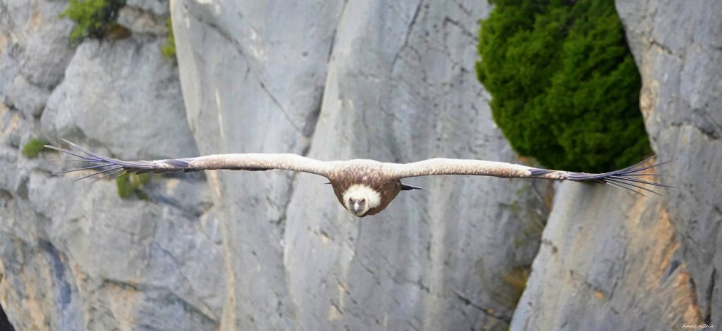 Vautour fauve, maître des airs dans les gorges du Verdon